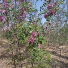 香花槐小苗 2公分3公分4公分香花槐 6公分、8公分红花槐价格