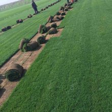 出售地坡草 混播草坪 绿化工程 城市建设 足球场草皮
