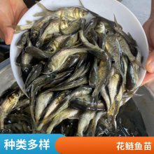 苗美价廉 鲜活健康大头鱼苗 生长快 支持送货 各种花鲢鱼苗出售