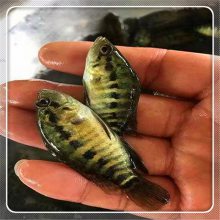 供应石斑鱼苗 淡水花斑鱼苗 高产易养殖溪水石斑