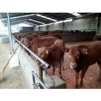 肉牛犊批发 福建肉牛养殖场黄牛犊价格 肉牛养殖的利润