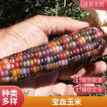 高透文玩宝石玉米 血丝文玩宝石玉米都有