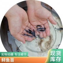 淡水养殖 鸭嘴鱼苗 易成活繁殖快 品种多样基地批发 港发水产