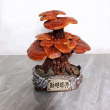 产地供应大型灵芝盆景 康瑞食用菌批发 盆栽灵芝 工艺品礼品厂家