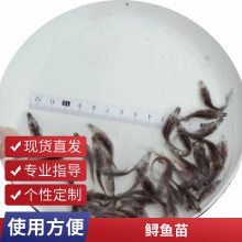 港发水产 专业淡水鱼 鸭嘴鱼苗 存活***快速发货 可批发提供技术指导