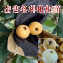 ڷ籣Ʒṩֲ