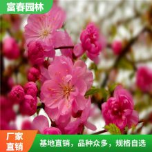 榆叶梅基地种植 道路供应绿化工程 花坛花镜造景观花配植