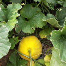 冰糖丑八 怪甜瓜种籽 九斤王甜瓜种春四季水果种子老品种脆甜八楞瓜