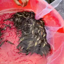 纯种好评如潮斑鳜鱼苗 老虎鳜鱼苗 圆鳜鱼苗 金钱鳜鱼苗