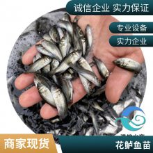 反季海鲈鱼苗 淡水七星鲈鱼苗 3-5公分 活体运输 水产种苗