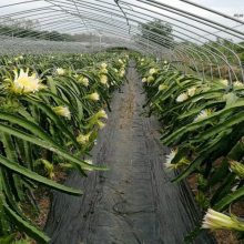 供应保定1.2m果园防草地布厂家-辉城土工、诚信经营