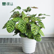 武汉办公室/绿植盆栽/植物上门养护/净化空气/公司绿化/大孔雀竹芋/绿丛园林