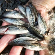 2020火热销售 澳洲宝石斑鱼苗 宝石鲈鱼苗 佳帝鱼养殖水产种苗