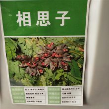 优质新藤本种植种子 相思子种子 发芽*** 价格便宜 ***