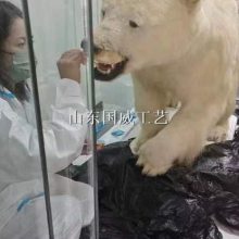 上門修復(fù)動物標(biāo)本護(hù)理加工動物標(biāo)本除蟲除霉