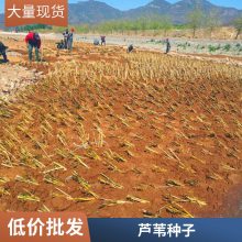 盆栽表流湿地水生植物适合河道绿化芦苇苗负责施工种植包成活