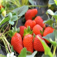 四季草莓种苗批发 盆栽果树苗 脱毒草莓小苗 当年结果 营养丰富