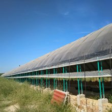 新式蛋鸡养殖大棚 智能控温大棚 宁津温室大棚厂家