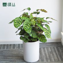ھװֲins컨Ҷֲ