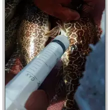 纯种好评如潮斑鳜鱼苗 老虎鳜鱼苗 圆鳜鱼苗 金钱鳜鱼苗