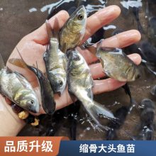 肉质嫩滑 缩骨鳙鱼苗 杂交缩骨大头鱼苗 仙骨大头鱼苗指导技术