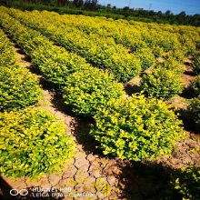 小灌木低矮金叶女贞 送苗栽植养护 周至苗木基地货源充足