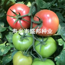 东风199越夏西红柿种子种苗 耐热粉果番茄 抗TY耐线虫 无线生长
