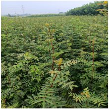 花椒苗直销大红袍花椒苗基地 花椒苗芽苗 大红袍花椒树栽培技术