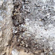 铅山白蚂蚁防治所电话 家装防白蚁