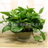 綠蘿花吊蘭辦公室內(nèi)裝修喬遷吸甲醛凈化空氣常綠葉綠籮盆栽綠羅