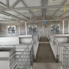 自动化养猪设备 自动化料线猪用 育肥料线 定位栏自动供料系统