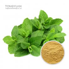 薄荷提取物 绿薄荷粉 药食同源薄荷原料提取 全水溶薄荷比例提取 薄荷浓缩粉10：1