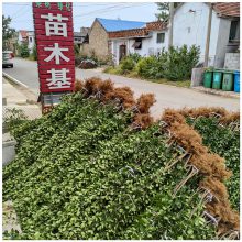润景苗木 别墅篱笆墙用苗 直立冬青 2米高北海道黄杨价格