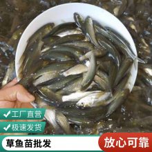 港发水产 养殖基地 购买草鱼苗 基地批发市场 存活率高