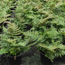 彩虹蕨的特点,花镜出彩的关键霸王蕨,点缀用富贵蕨,5加仑鸟巢蕨