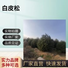 白皮松6米一级六米松树白皮基地庭荫树地产公园常绿乔木绿化草坪