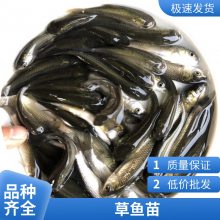 淡水草鱼苗养殖 水产种苗 提供技术支持 优质好苗