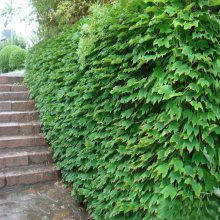 批发爬山虎小苗 爬墙高手 攀援植物墙体绿化观叶 藤本植物