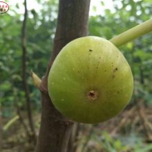 ޻硢޻硢޻