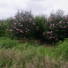 重瓣木槿品种齐全 花木之乡出售木槿树木 青藤农业