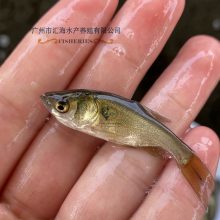 花鲢鱼苗 大头鱼苗 鳙鱼苗批发 现货销售 全国运输