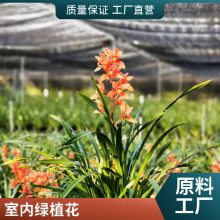 燎伯兰业 橙红色室内绿植 建兰醉美人 室内花园装饰花卉