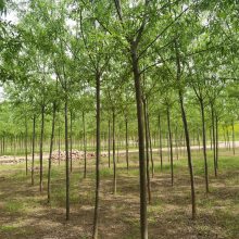 旱柳树苗 庭荫绿化 缓苗快 客户现场选树