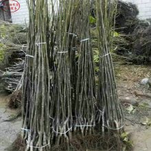 Ƥ۸8518硢8518糧