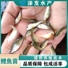 优选精品鲤鱼苗鲤鱼水花禾花鲤红鲤风鲤淡水养殖 售后技术指导