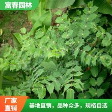 出售阔叶功劳 水榭假山石草坪配植 庭院草坪园林绿化工程苗