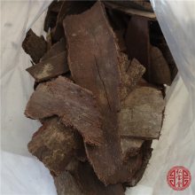 独角仙价格多少钱 独角仙多少钱一只