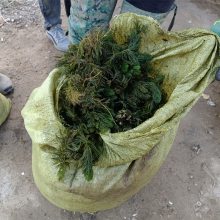 沉水植物金鱼藻苗,改善水体富营养化沉水植物,基地出苗造价低