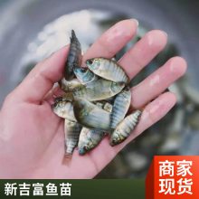 港发水产 淡水养殖场地直供 罗非鱼苗 适应能力强 百万现货 运输快
