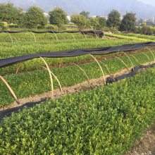 小叶雀舌栀子 湖南怀化高速公路绿化用的植物***格 性价比